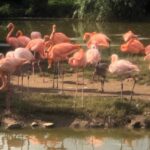 Chester Zoo Flamingos