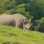 Chester Zoo Rhino